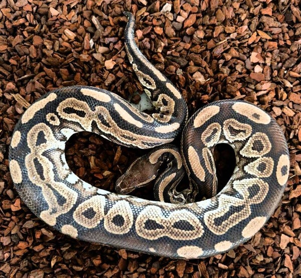 Königspython "Gravel Het Piebald" NZ 2022