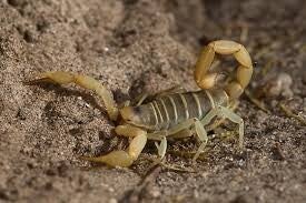 Hadrurus Aruzinensis "Mittel"