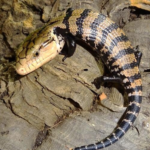 Blauzungenskink NZ 2026