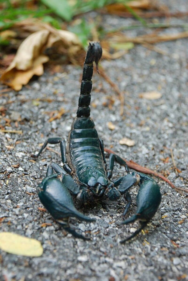 Heterometrus Laoticus "Subadult-Adult"