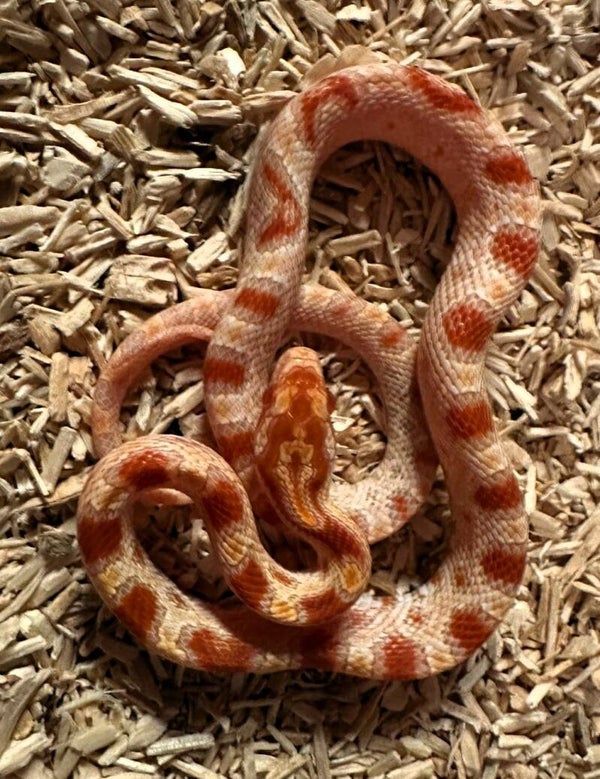 Kornnatter "Amel High White" NZ 2025