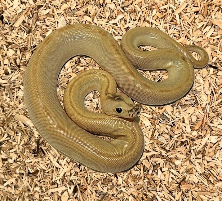 Tigerpython "Hypo Green" NZ 2025