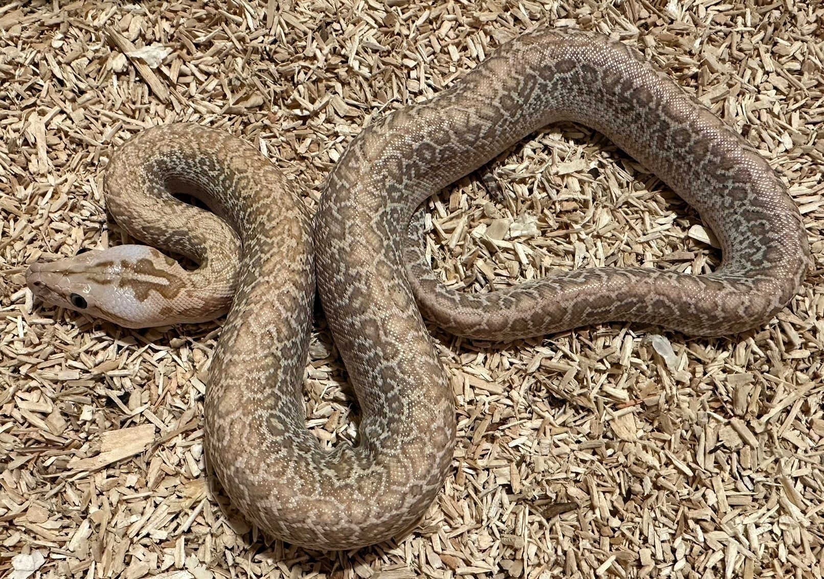 Tigerpython "Hypo Granite Orange" NZ 2025