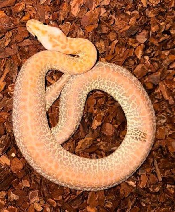 Tigerpython "Hypo Granit Paradox" NZ 2026