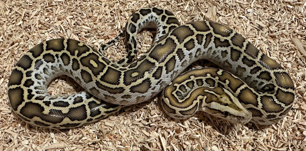 Tigerpython "Hypo Het. Granit" NZ 2025 | Zoofachhandel Eicher