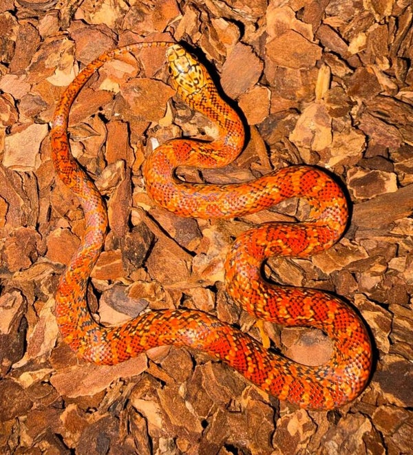 Königsnatter "Florida Hypo Red" NZ 2026