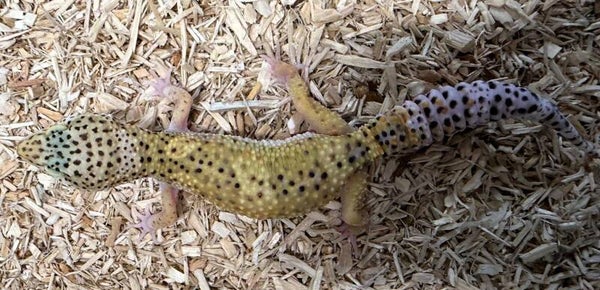 Leopardgecko "Hypo" NZ 2025