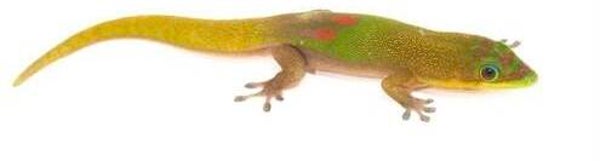 Goldstaub Taggecko NZ 2024