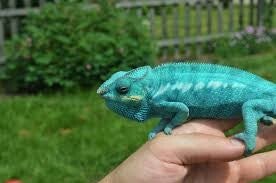 Pantherchamäleon "NosyBe Super Blue" NZ 2024