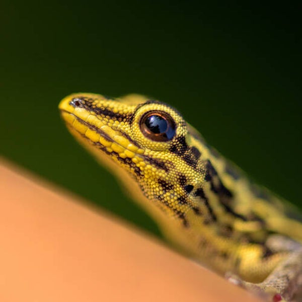 Lygodactylus Arnoulti Zwerggeckos NZ 2025