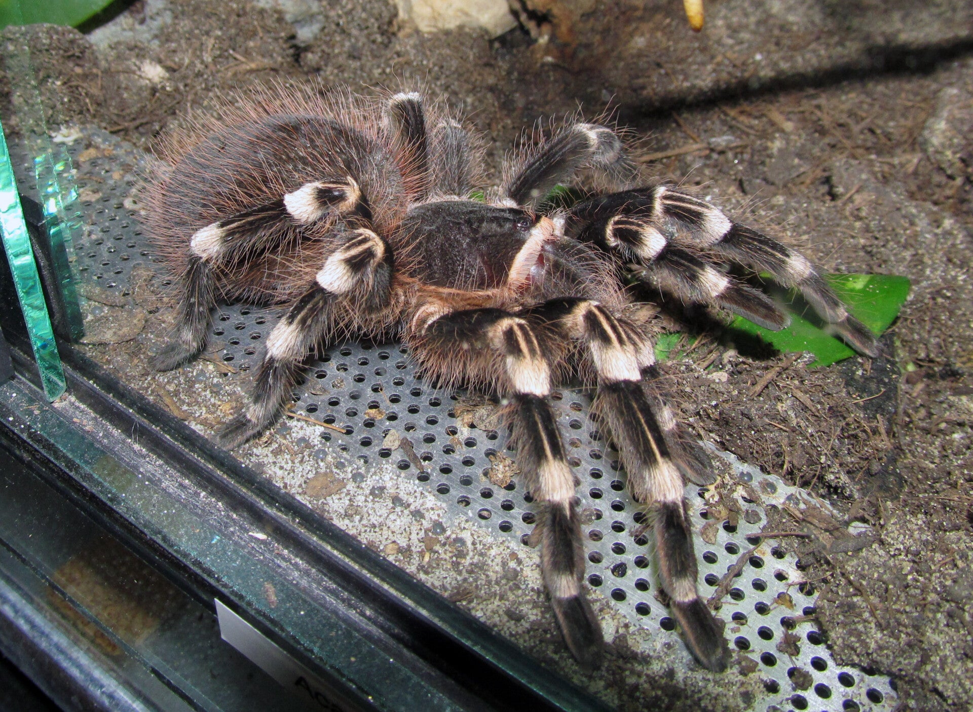 Acanthoscurria Geniculata Ca.5cm KL
