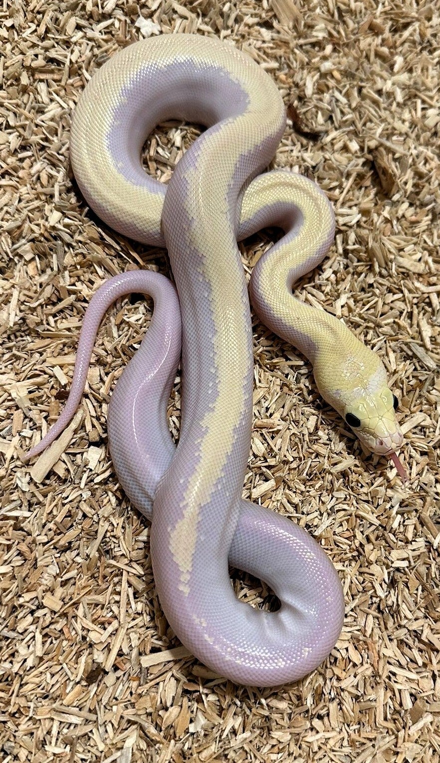 Tigerpython "Ivory Het. Granit - Blizzard (Blue Eyed)" NZ 2025