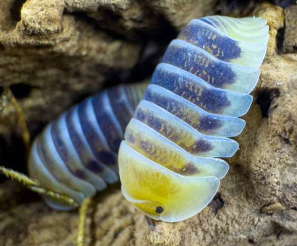 Cubaris Sp. Jupiter Asseln 12 Stk