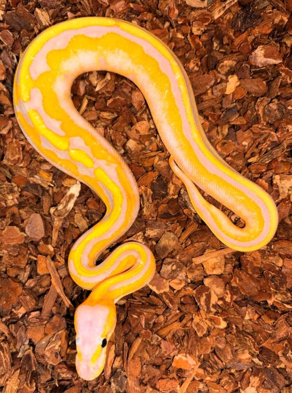 Königspython "Pastel Banana Striped" NZ 2026
