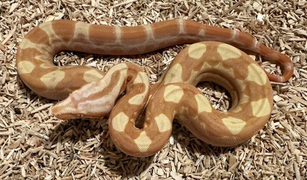 Boa Constrictor Imperator "Keltic Sunglow Purple" NZ 2025