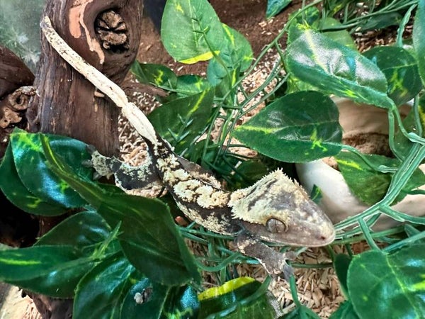 Kronenkopfgecko NZ 2024