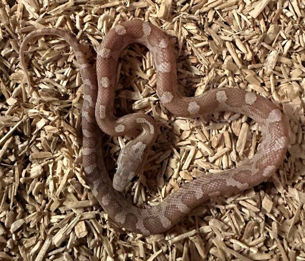 Kornnatter "Lavender" NZ 2025