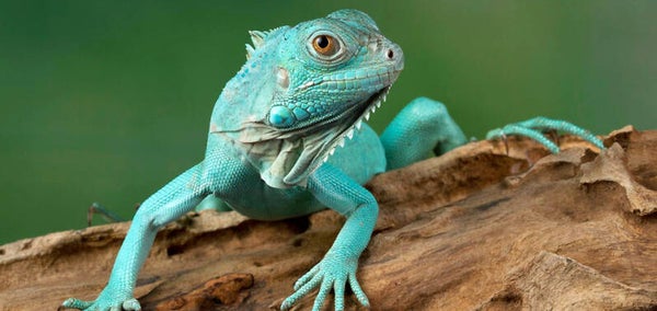 Blauer Leguan NZ 2025