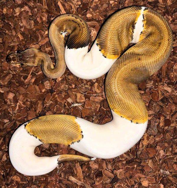 Königspython "Lemonblast Piebald" NZ 2025