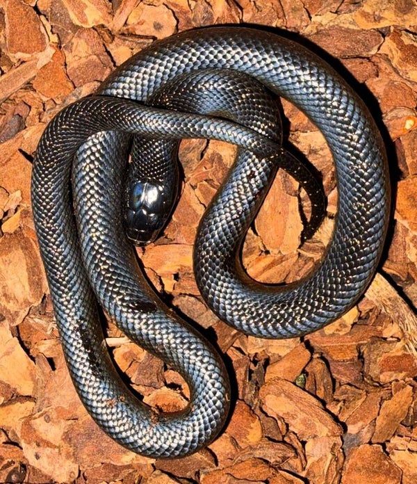 Königsnatter "Leonis Hypermelanistic" NZ 2026