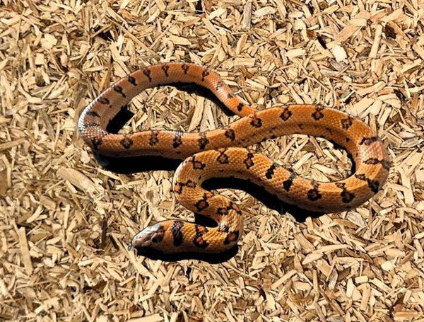 Königsnatter "Leonis" NZ 2024