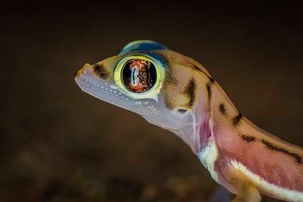 Lygodactylus Arnoulti Zwerggeckos NZ 2025