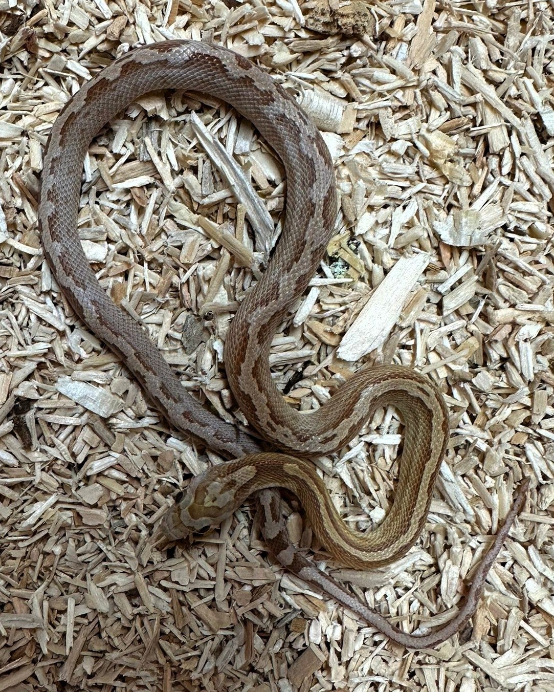 Kornnatter "Caramel Striped" NZ 2025