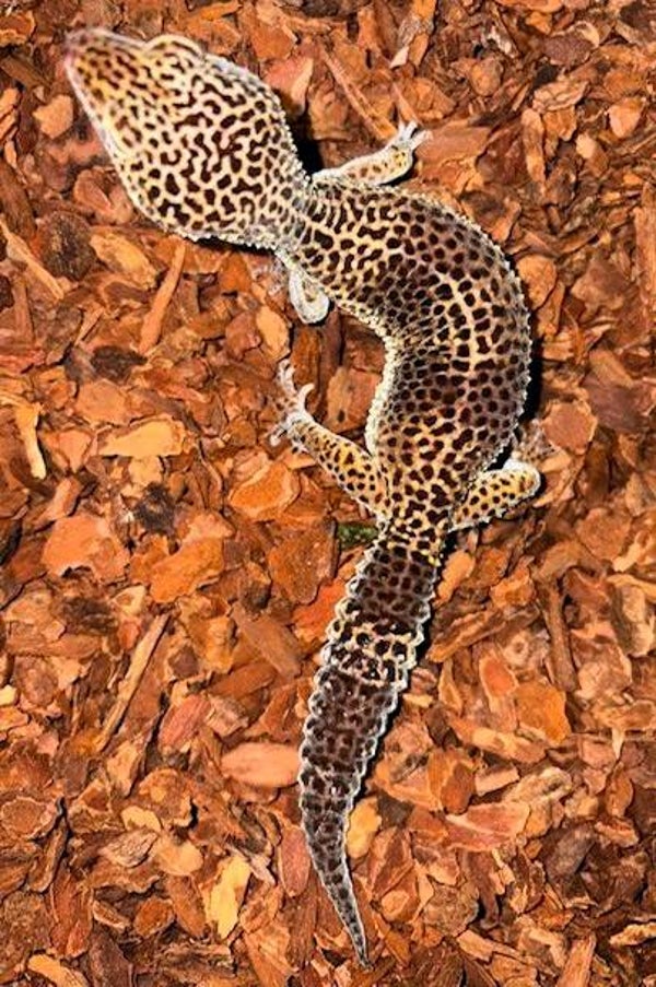 Leopardgecko "Mack Snow Black Night" NZ 2026