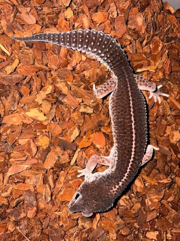 Leopardgecko "Mack Super Snow Black Night" NZ 2026