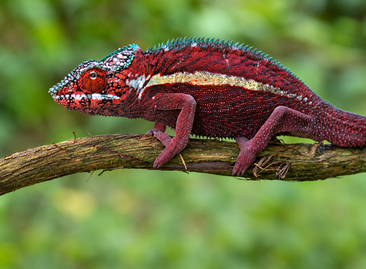 Pantherchamäleon "Ankaramy" NZ 2026