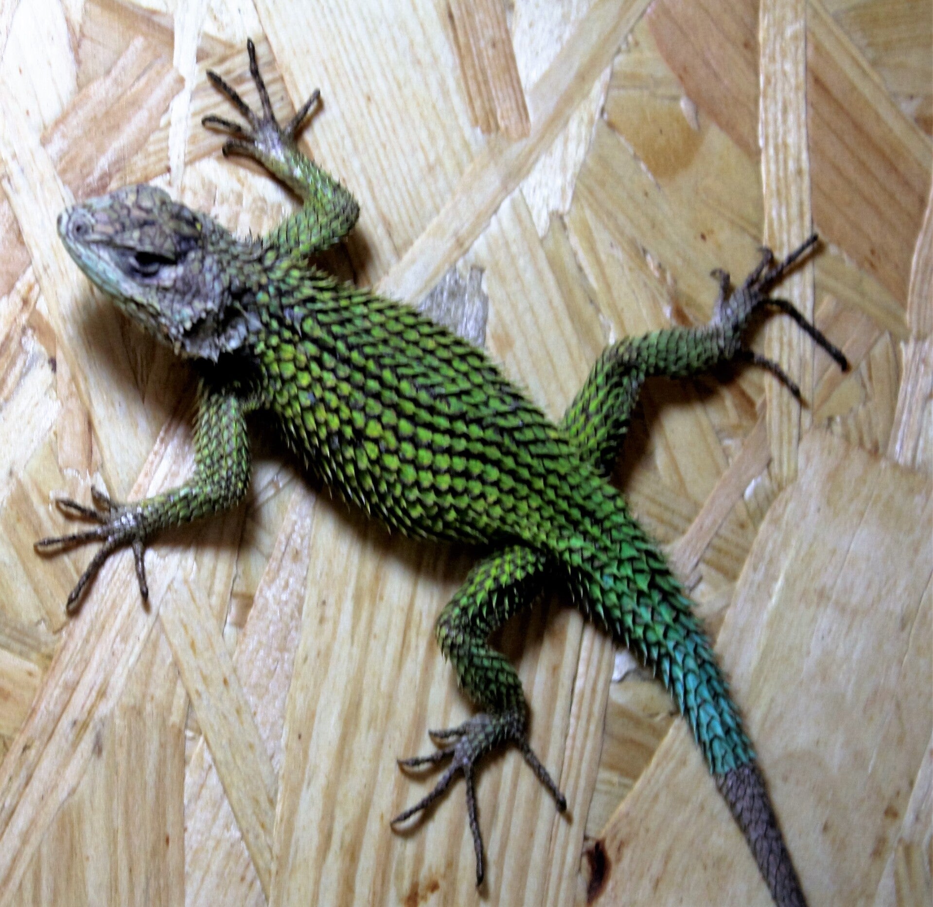 Malachitstachelleguan Subadult / Adult