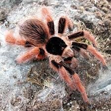 Megaphobema Robustum Ca.5cm KL