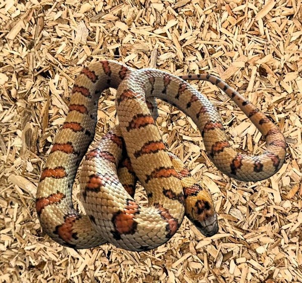 Königsnatter "Mexikana" NZ 2024