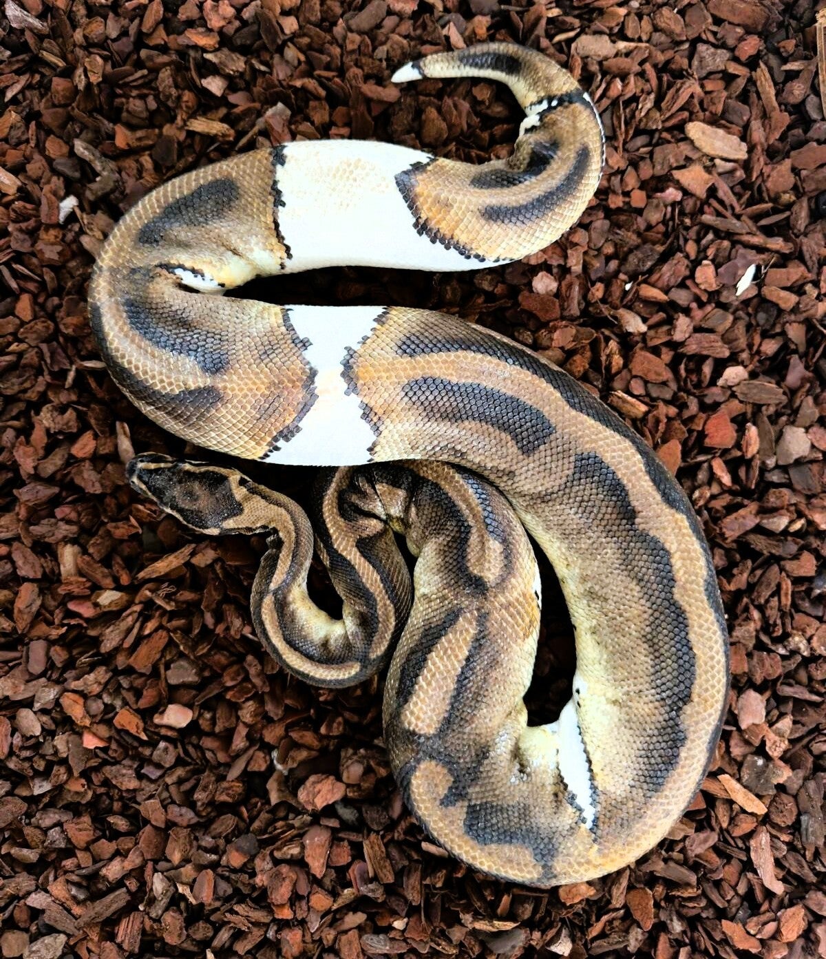 Königspython "Mojave Piebald" NZ 2022