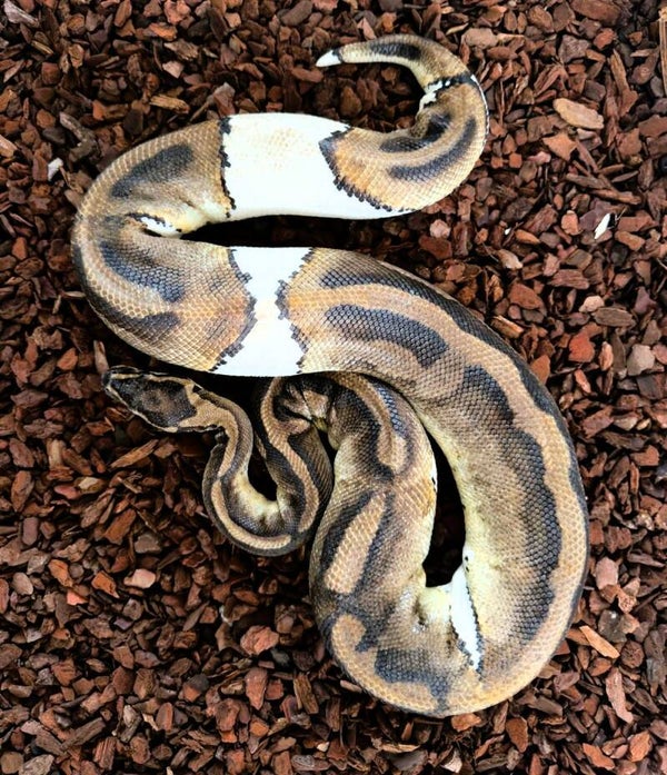 Königspython "Mojave Piebald" NZ 2022