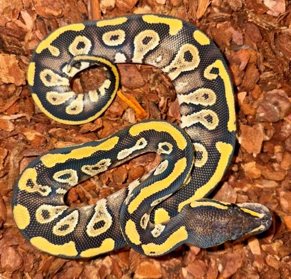 Königspython "Mojave" NZ 2026