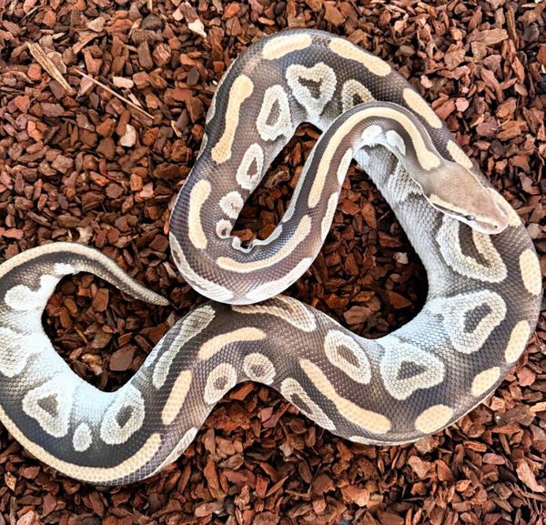 Königspython "Mojave" NZ 2022