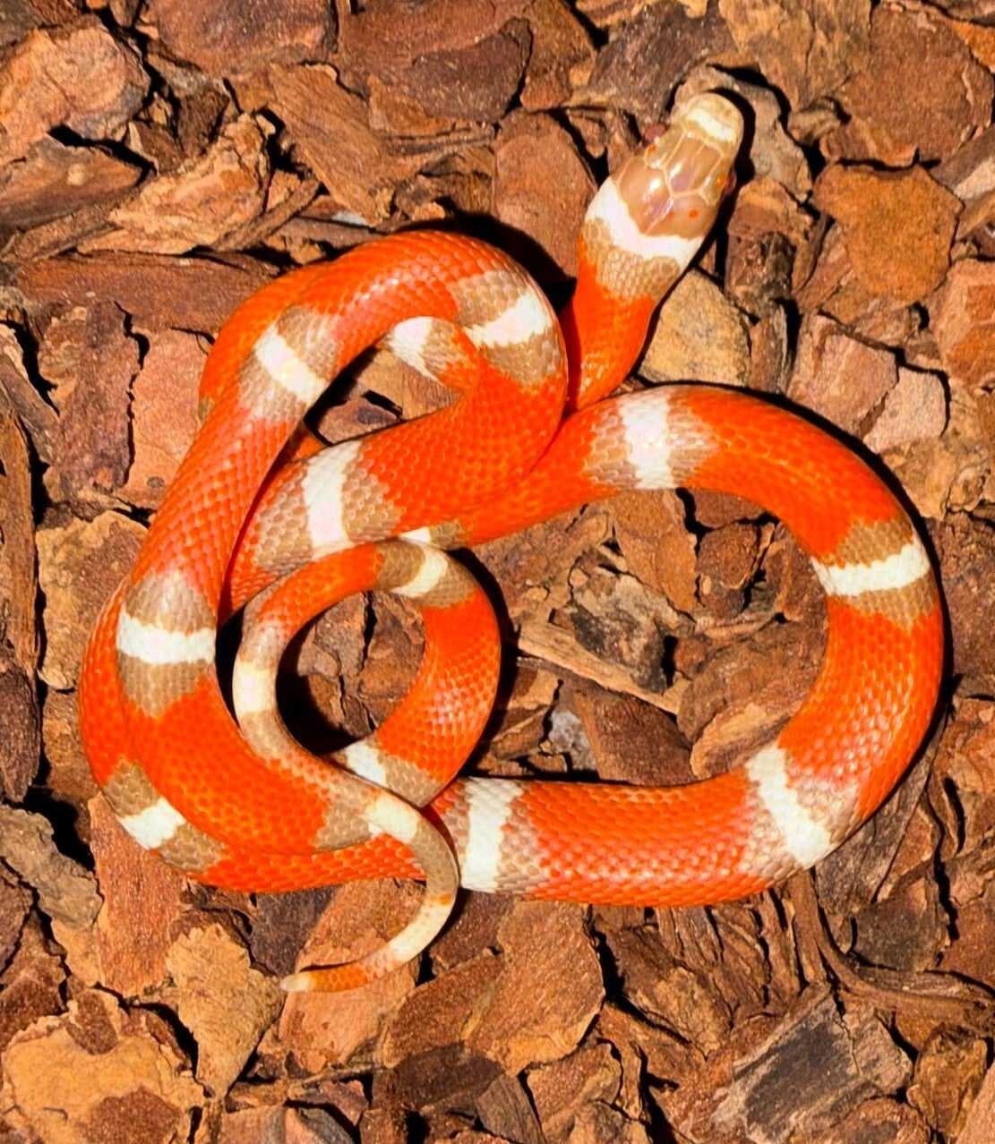 Königsnatter "Nelsoni Hypo Erythristic" NZ 2026