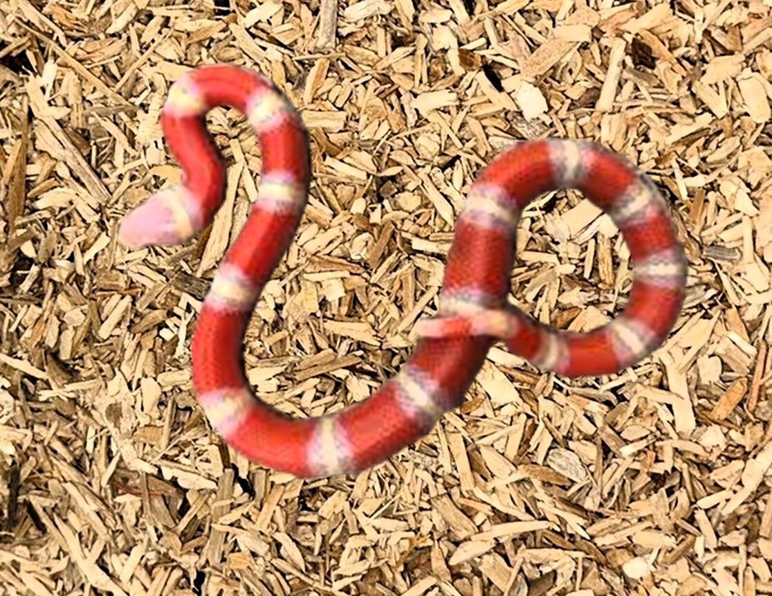 Königsnatter "Nelsoni Albino" NZ 2025