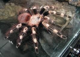 Nhandu Chromatus Ca.2,5cm KL