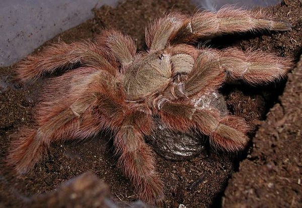 Nhandu Tripepii Ca.4cm KL