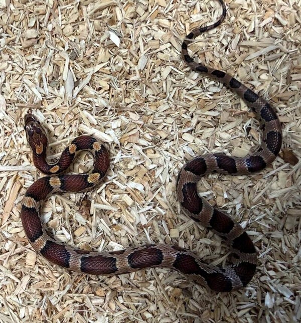 Kornnatter "Okeetee" NZ 2025