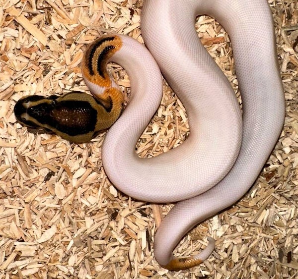 Königspython "Orange Dream Piebald" NZ 2025