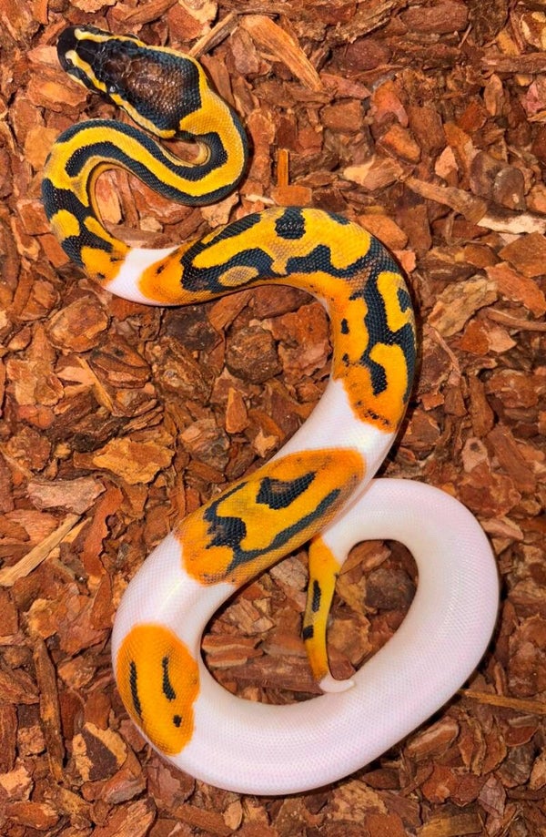 Königspython "Orange Dream Piebald" NZ 2026