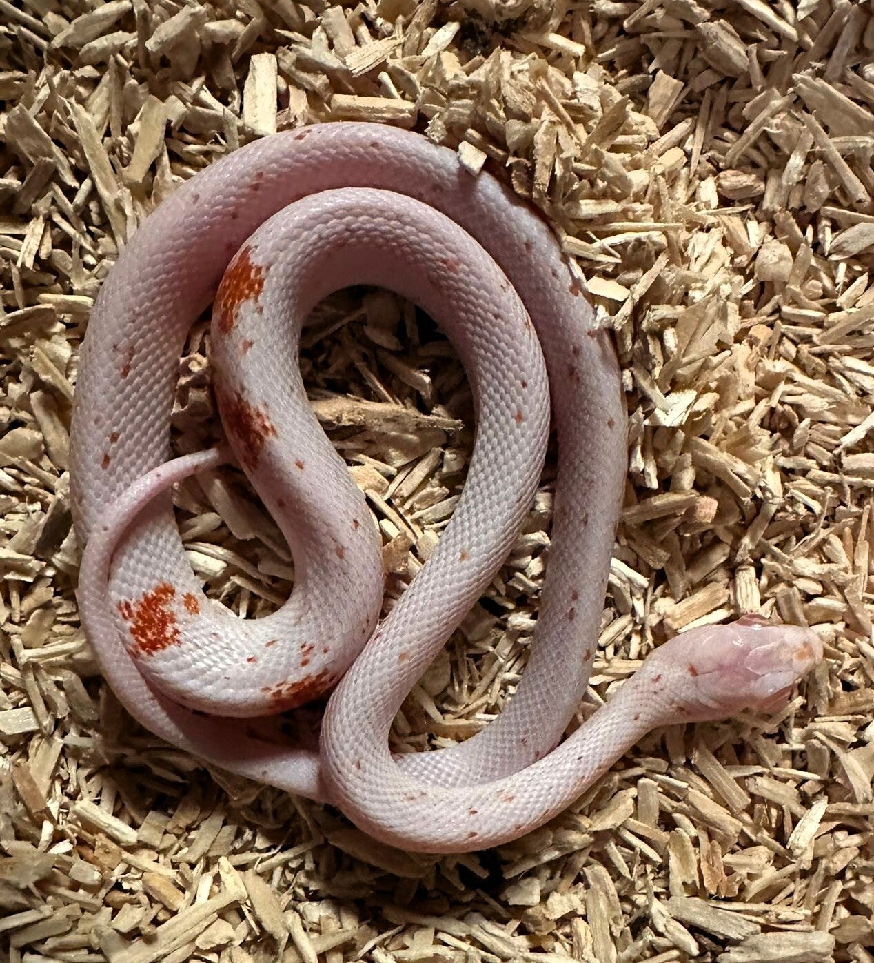 Kornnatter "Palmetto Albino" NZ 2025