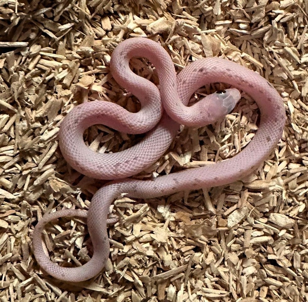 Kornnatter "Palmetto Charcoal" NZ 2025