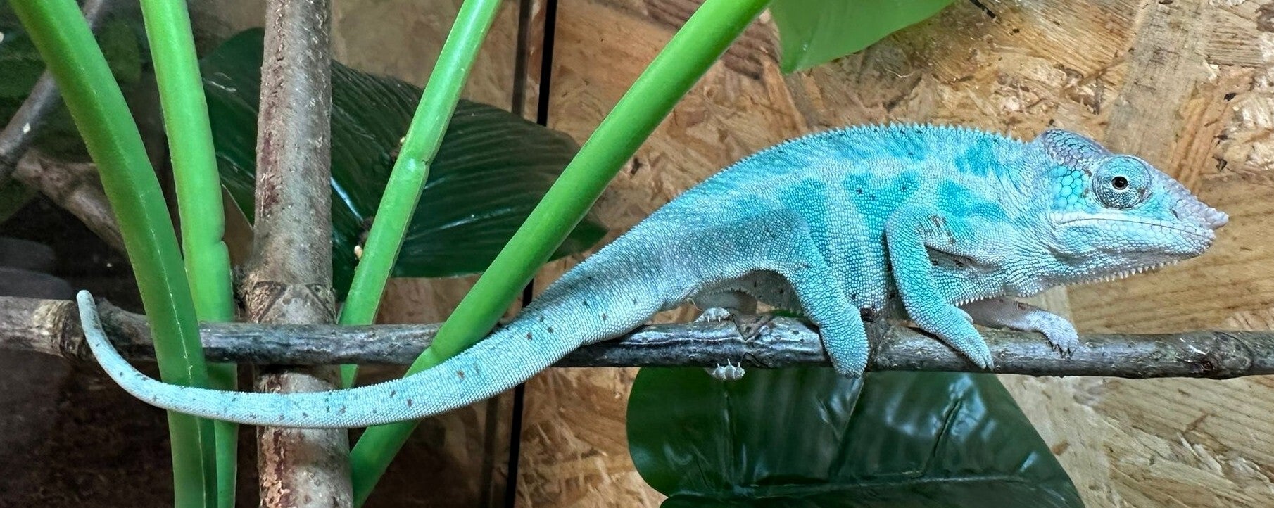 Pantherchamäleon "NosyBe Super Blue" NZ 2025