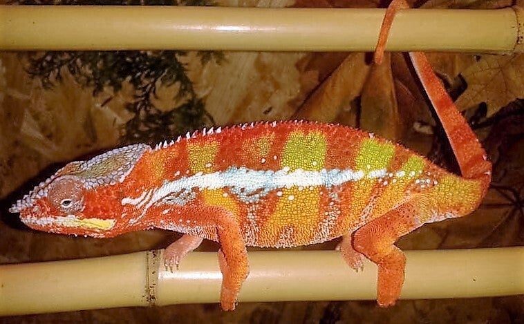 Pantherchamäleon "Ambilobe Red" NZ 2025