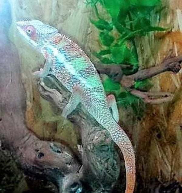 Pantherchamäleon "Tamtave" NZ 2025