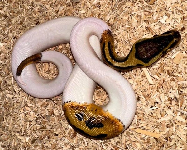 Königspython "Pastel Piebald" NZ 2025